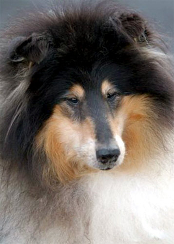 collies