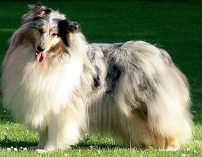 collies