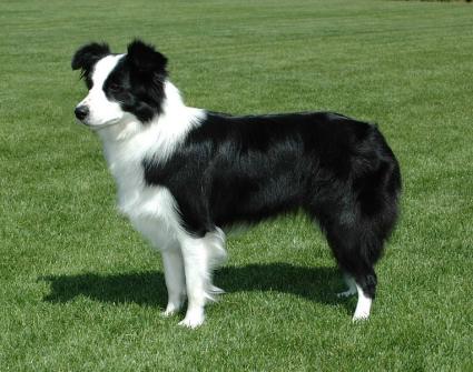 collies