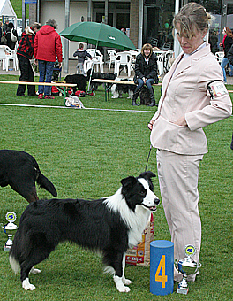 collies