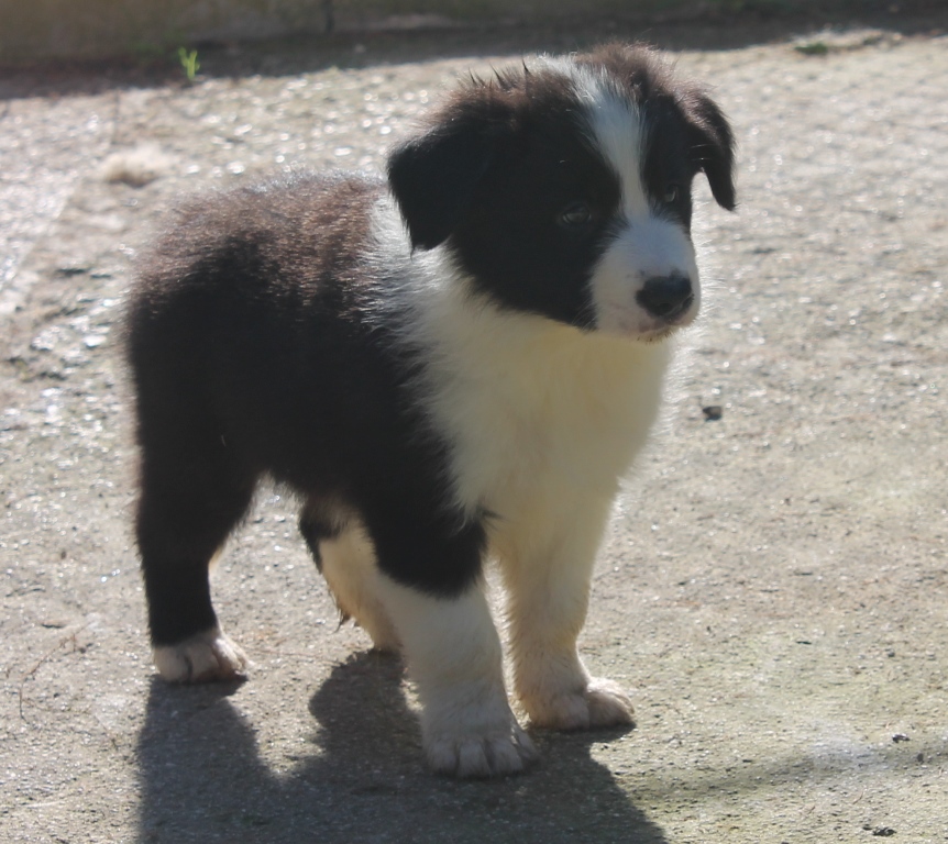 collies