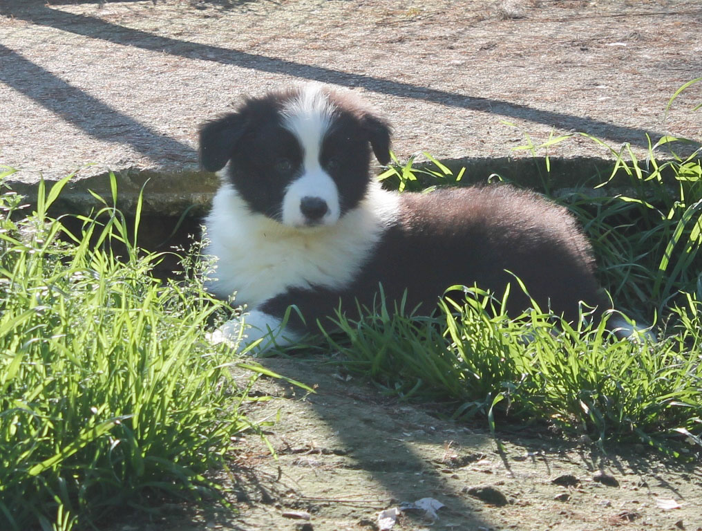 collies