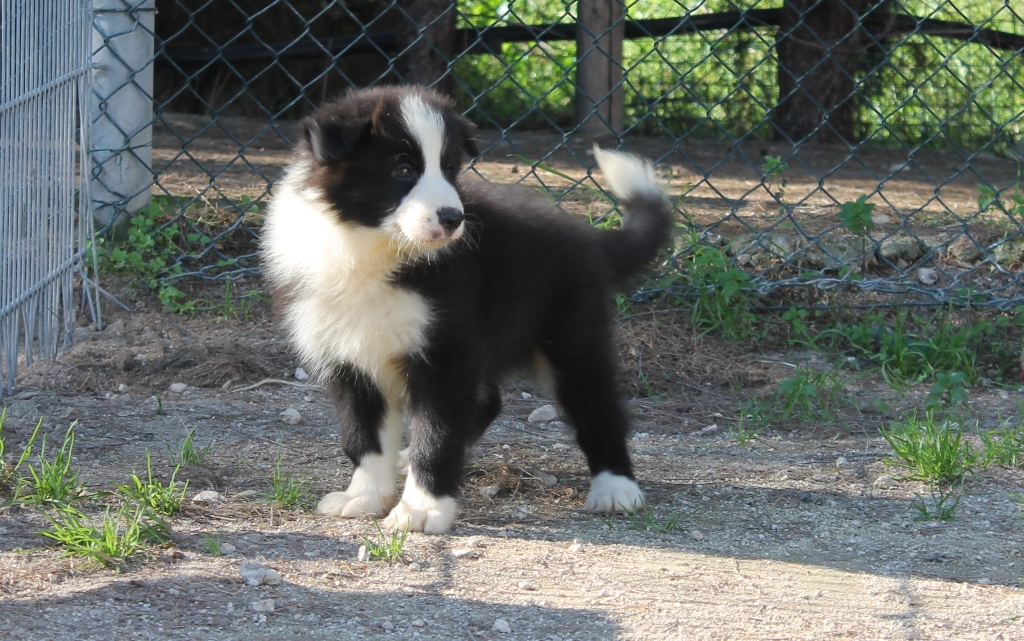 collies