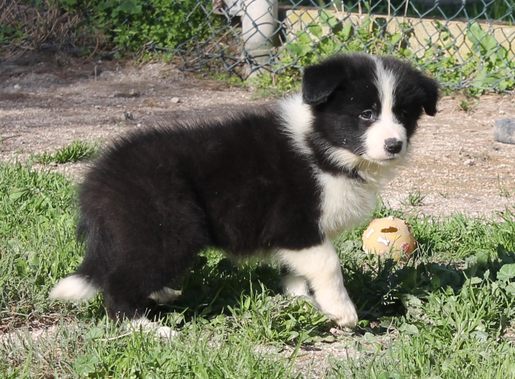 collies