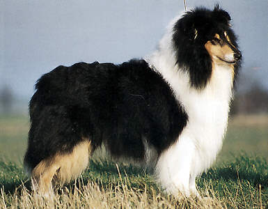 collies