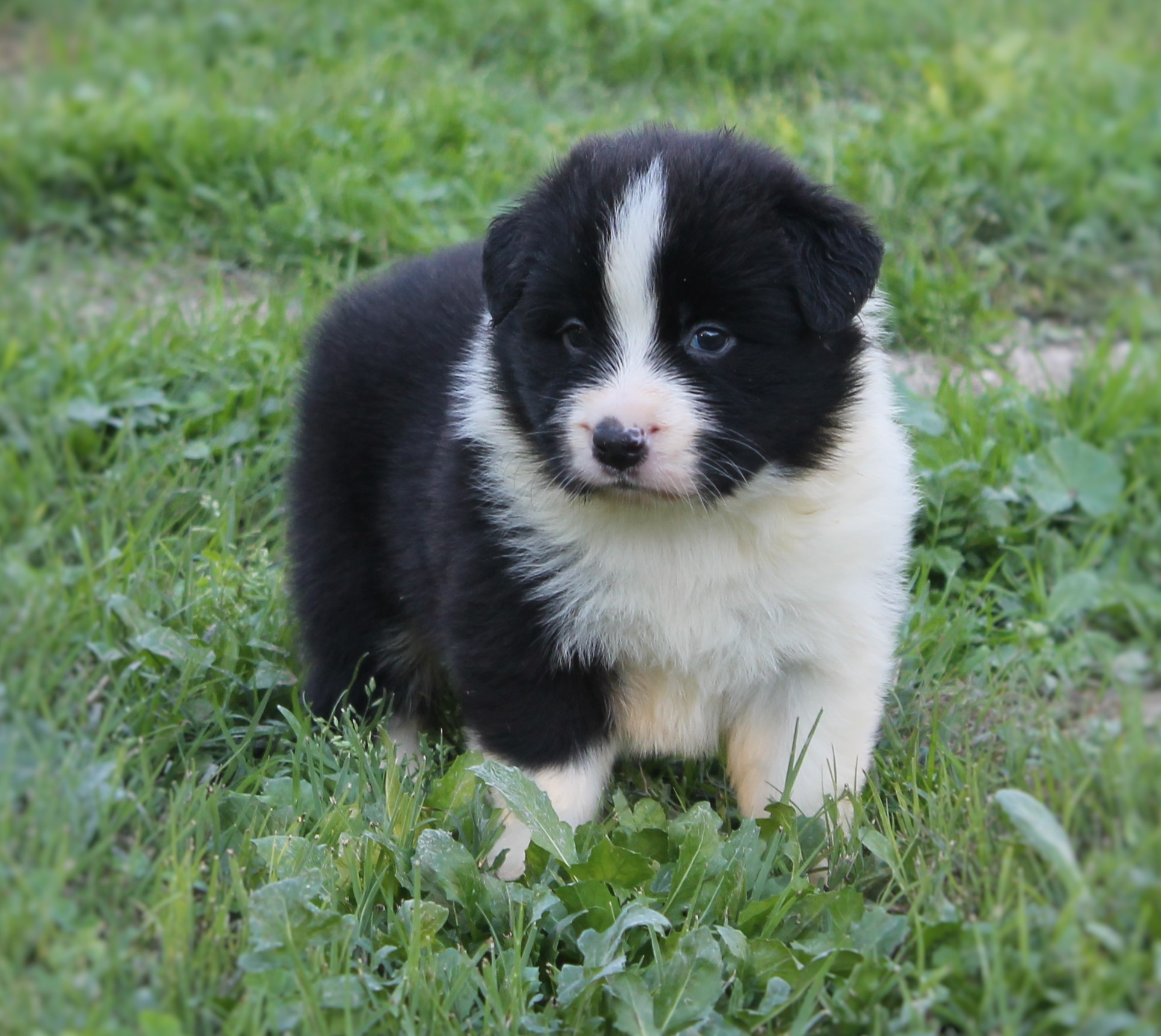 collies