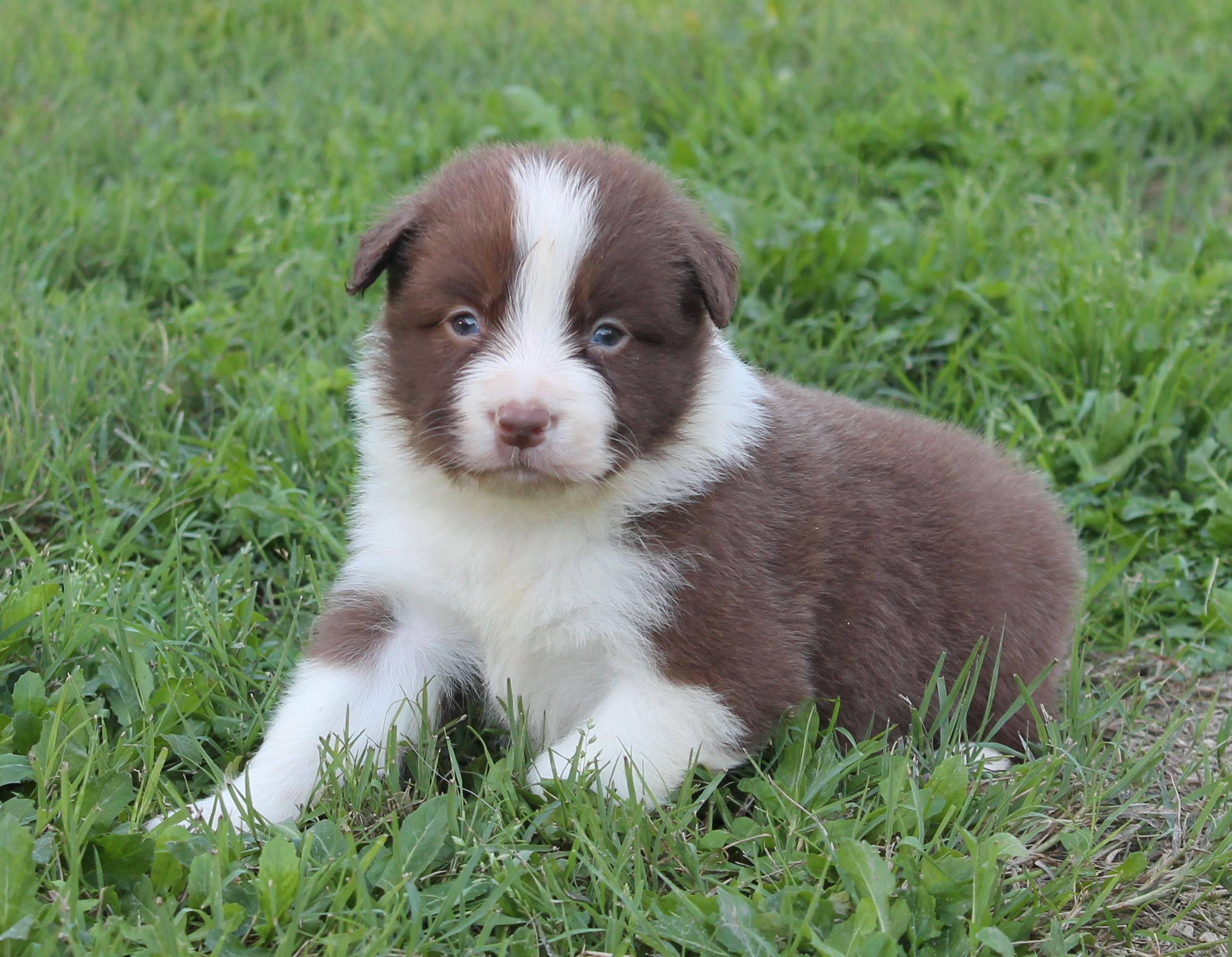 collies