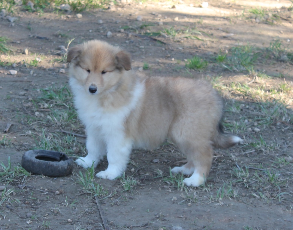 collies