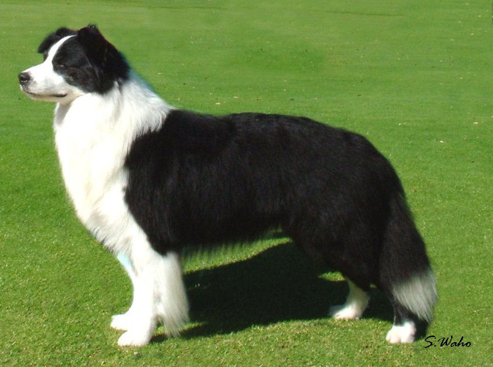 collies