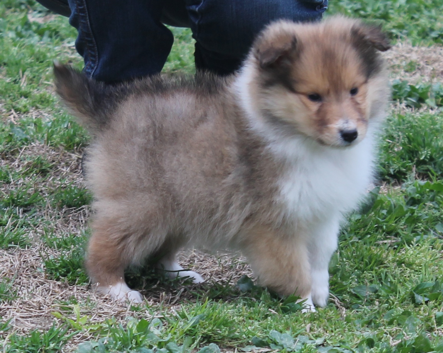 collies