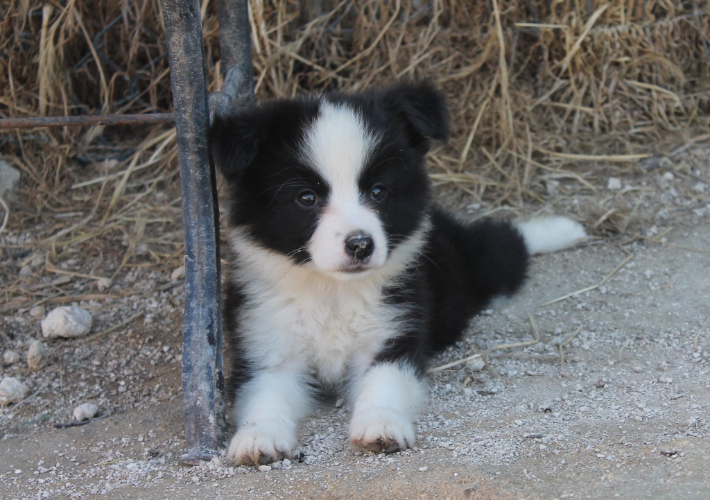 collies