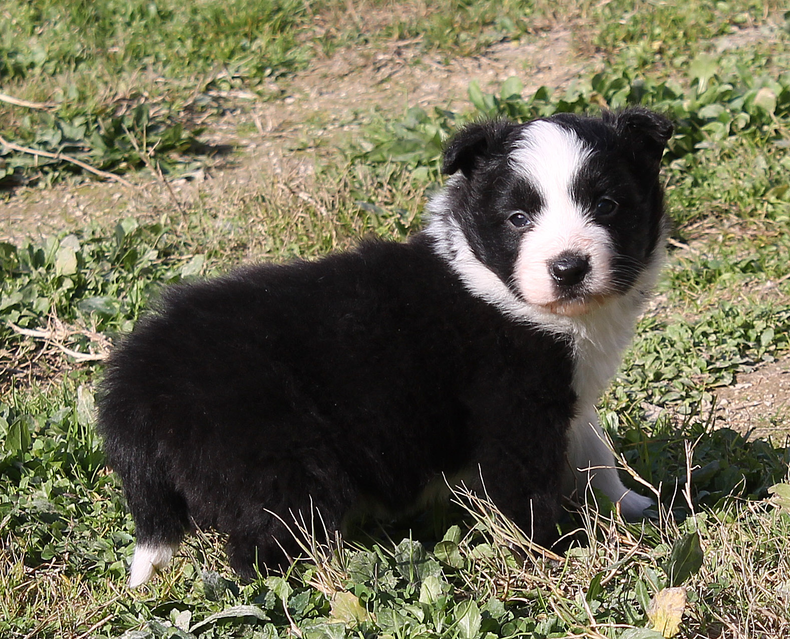 collies