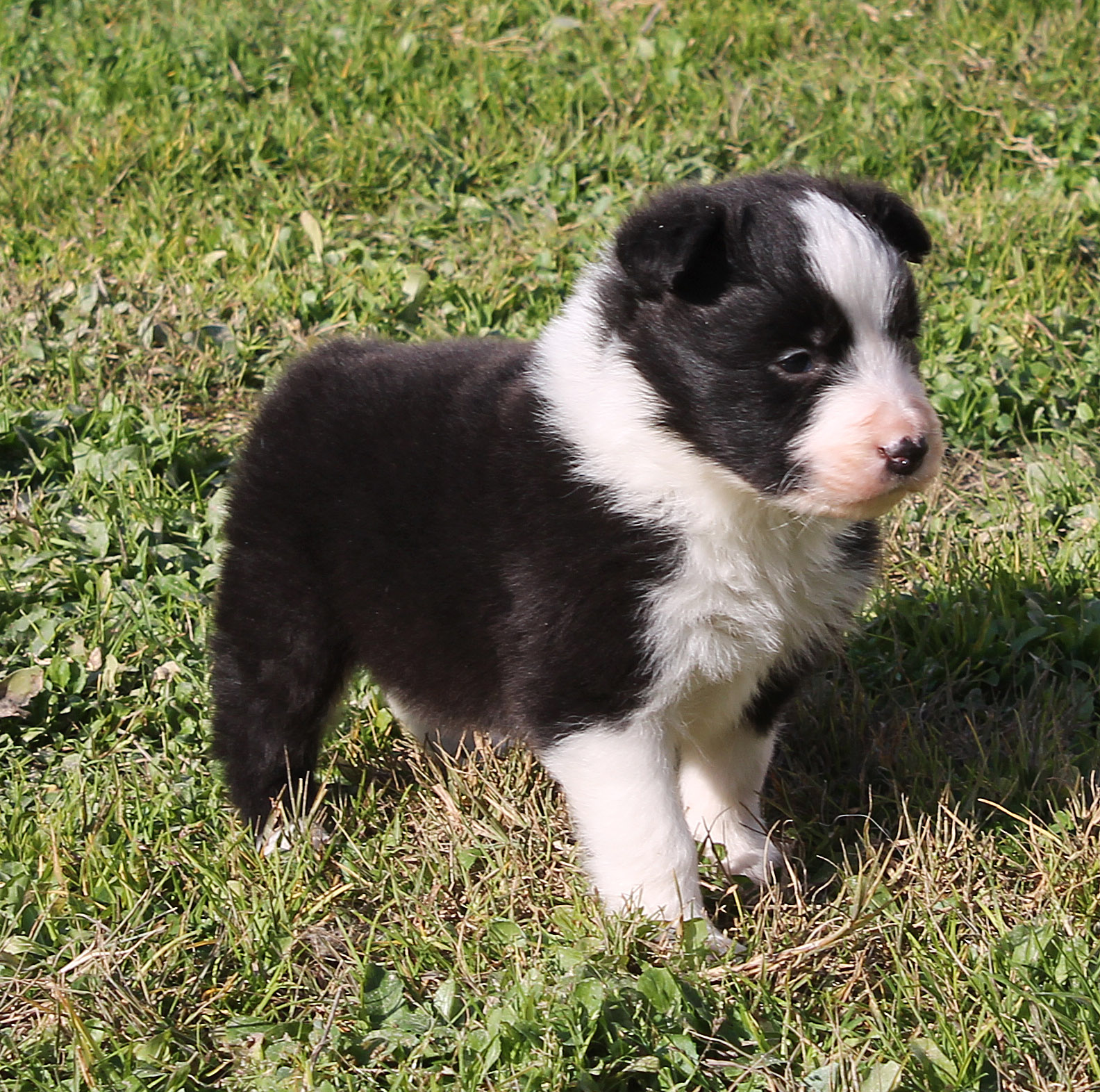 collies