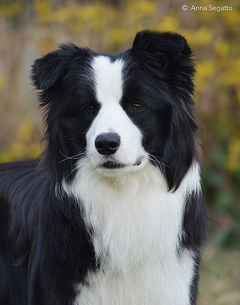 collies