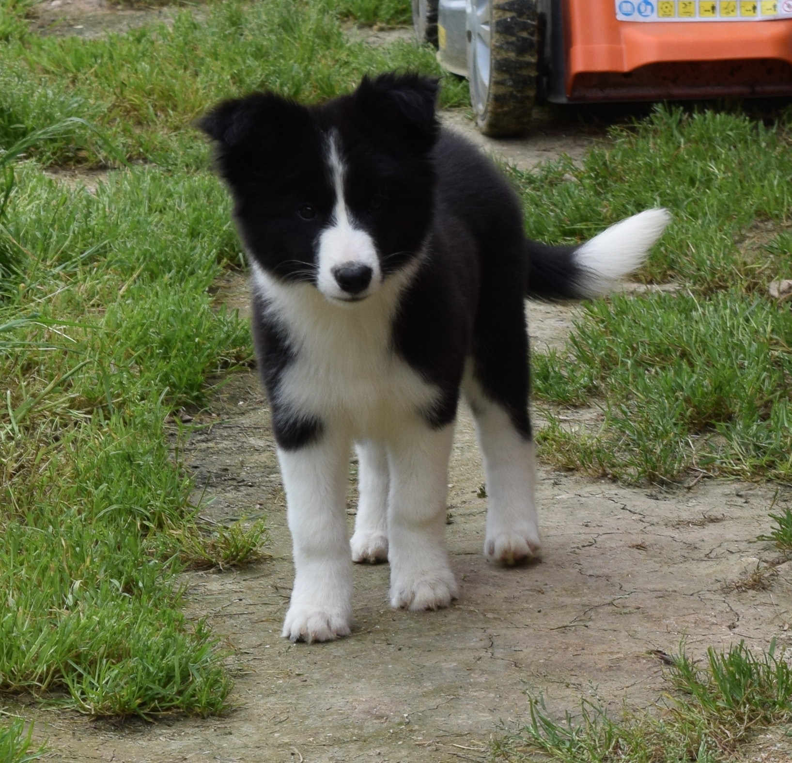 collies