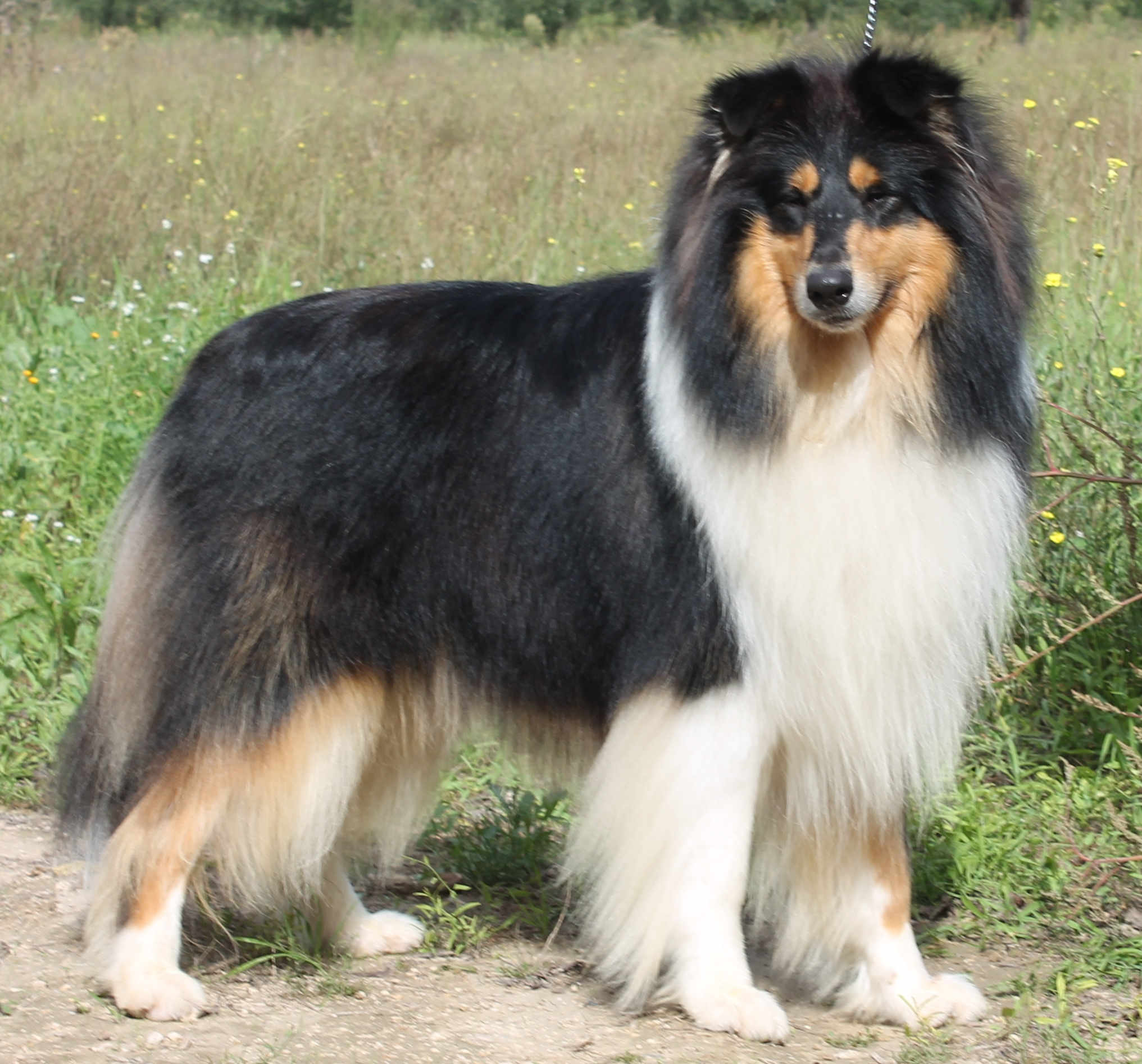 collie