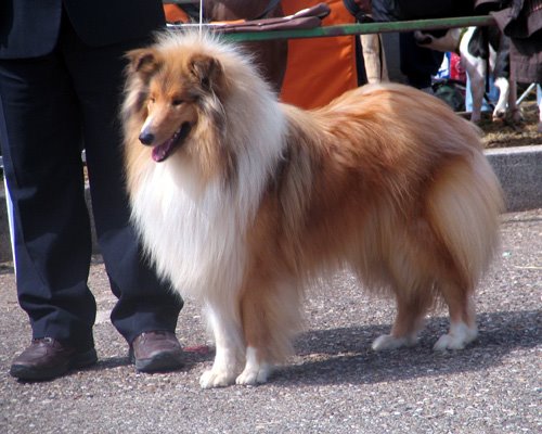 collie