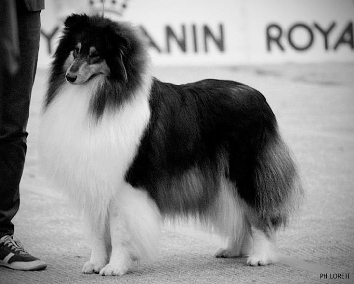 collie