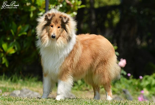 collie