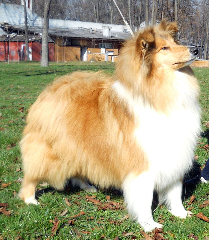 collie