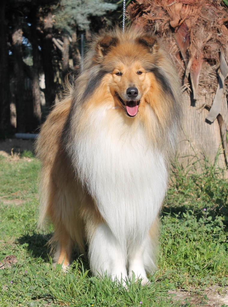 collie