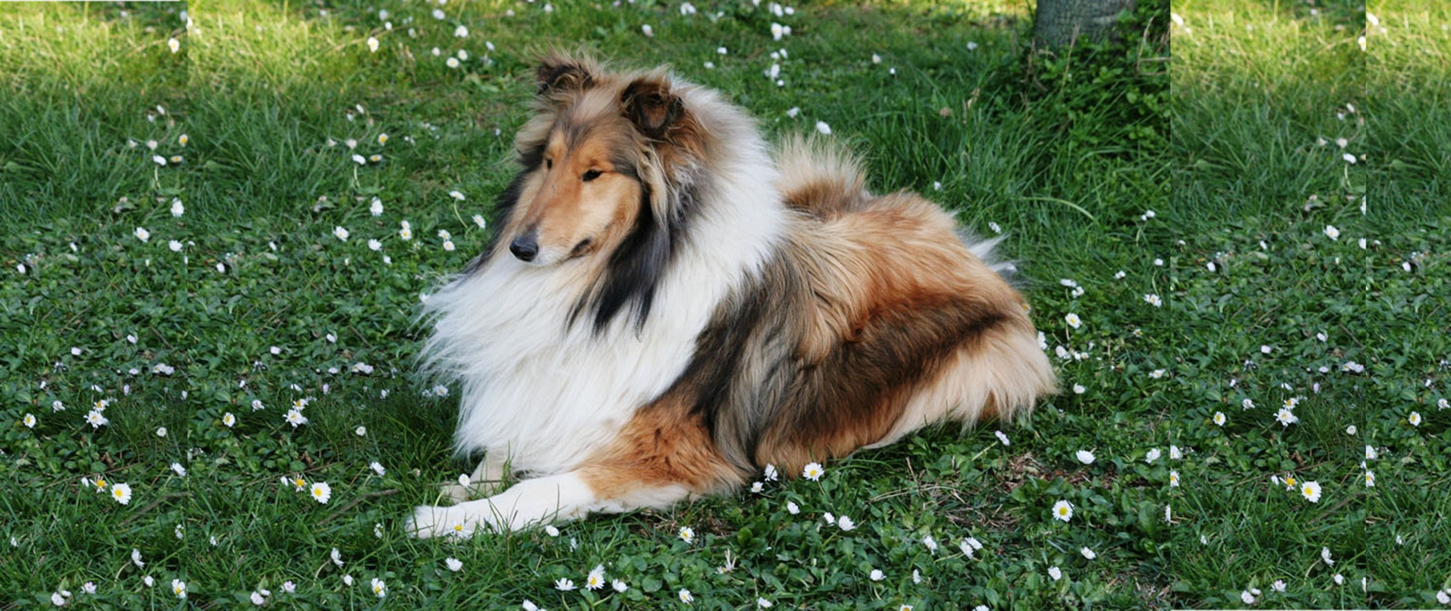 rough collie