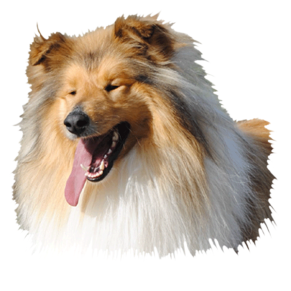 ROUGH COLLIE